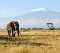 Elephant & Mt Kilimanjaro